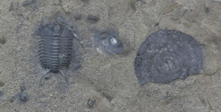 Ceraurus Trilobite - Walcott-Rust Quarry, NY #38826